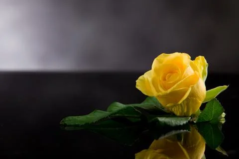 Yellow rose Stock Photos
