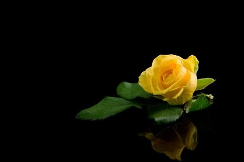 Yellow rose Stock Photos