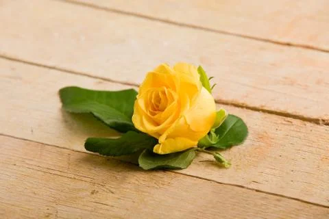 Yellow rose Stock Photos