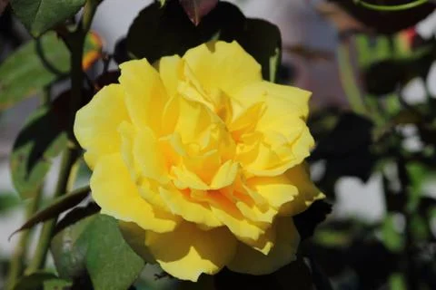Yellow rose Stock Photos