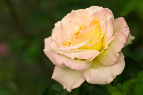 Yellow rose Stock Photos