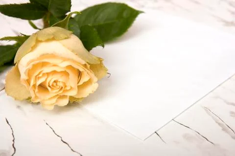 Yellow rose Stock Photos