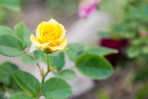 Yellow rose Stock Photos