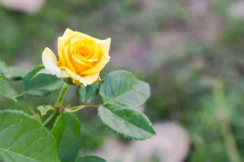 Yellow rose Stock Photos