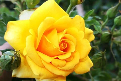 Yellow rose Stock Photos