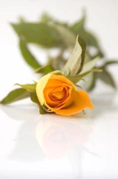 Yellow rose Foto stock