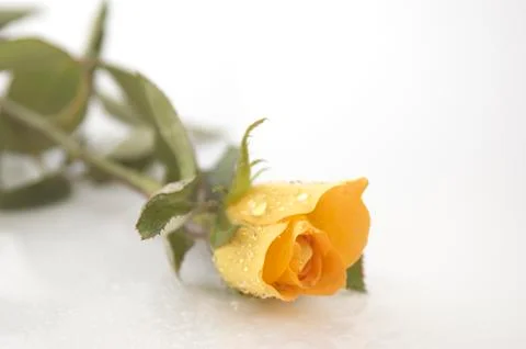 Yellow rose Stock Photos