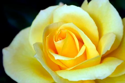 Yellow rose Foto stock