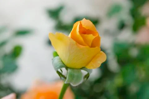 Yellow rose Stock Photos