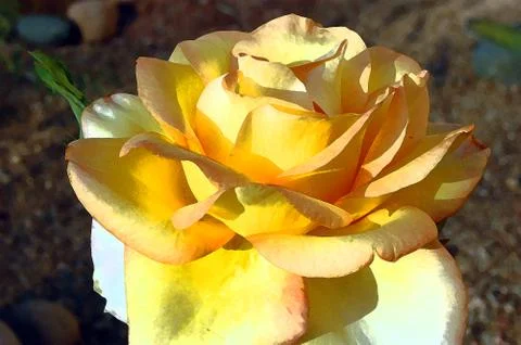 Yellow Rose Stock Photos