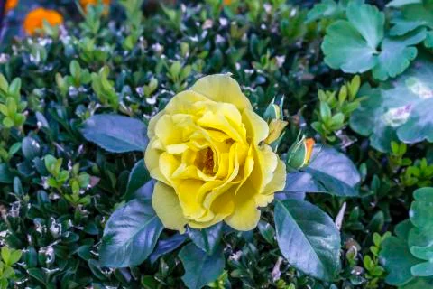 Yellow rose Stock Photos