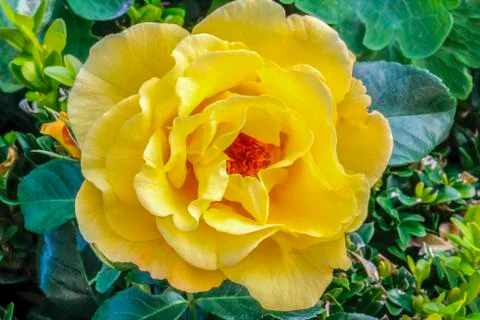 Yellow rose Stock Photos