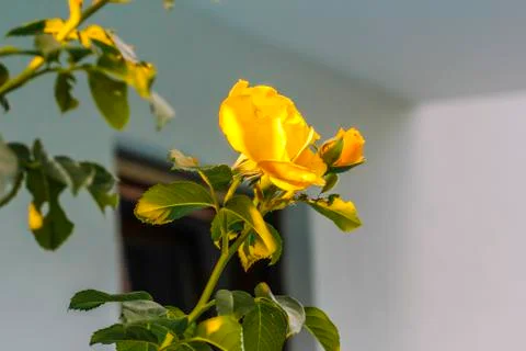 Yellow rose Stock Photos