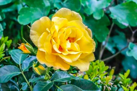 Yellow rose Stock Photos