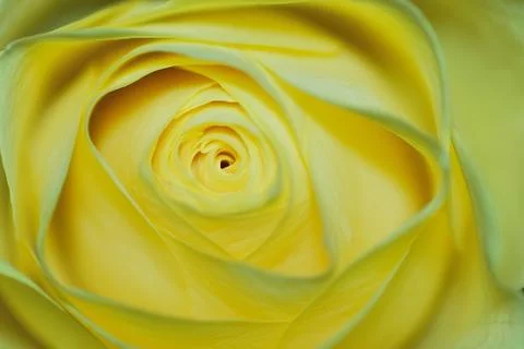 Yellow rose Stock Photos