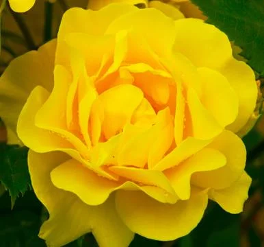 Yellow rose Foto stock