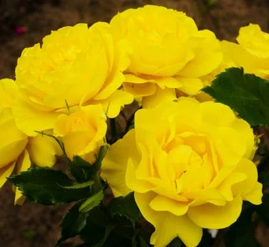 Yellow rose Stock Photos