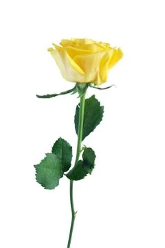 Yellow rose Stock Photos