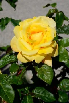 Yellow rose Stock Photos