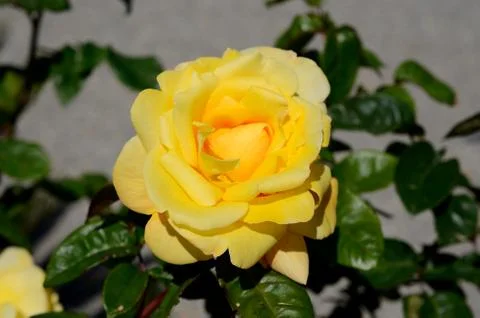 Yellow rose Stock Photos