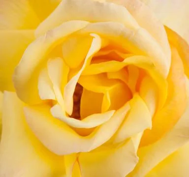Yellow rose Stock Photos