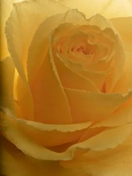 Yellow rose Stock Photos