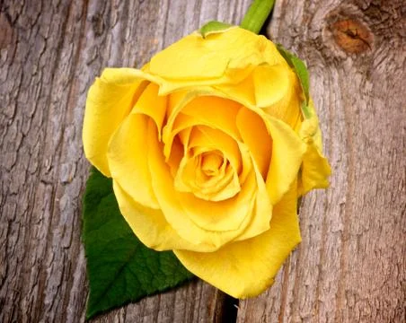 Yellow rose Stock Photos