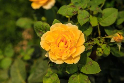 Yellow rose Stock Photos