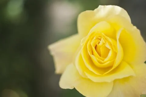 Yellow rose Stock Photos