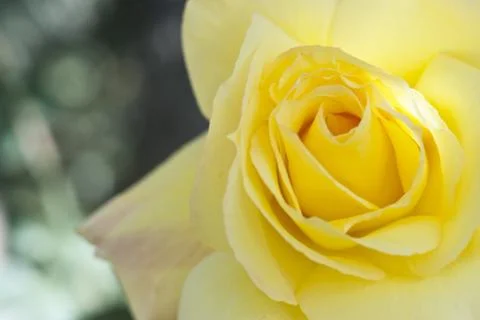 Yellow rose Stock Photos