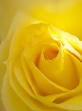 Yellow rose Stock Photos