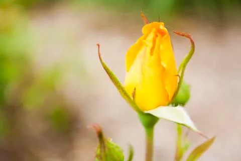 Yellow Rose Foto stock
