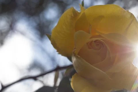Yellow rose Stock Photos