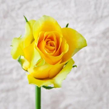 Yellow rose Stock Photos