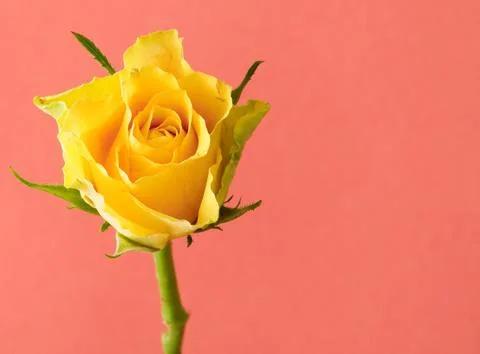 Yellow rose Stock-Fotos