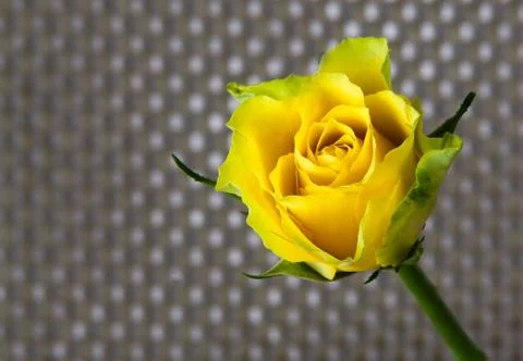 Yellow rose Stock Photos