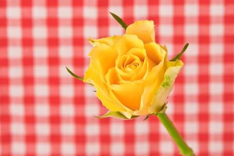 Yellow rose Stock Photos