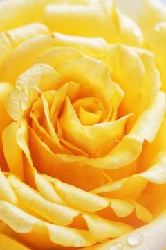 Yellow rose Stock Photos