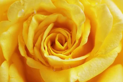 Yellow rose Stock Photos