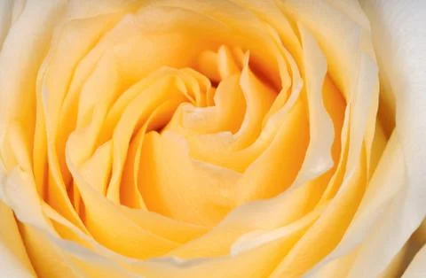 Yellow rose Stock Photos