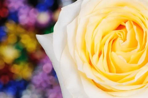 Yellow rose Stock Photos