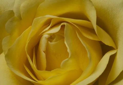 Yellow rose Stock Photos