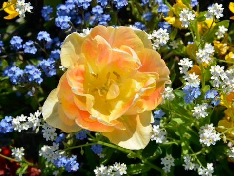Yellow rose Stock Photos