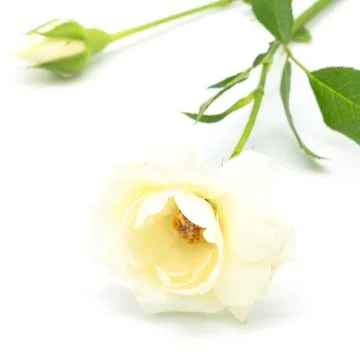 Yellow rose Stock Photos