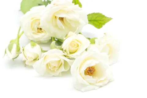 Yellow rose Stock Photos
