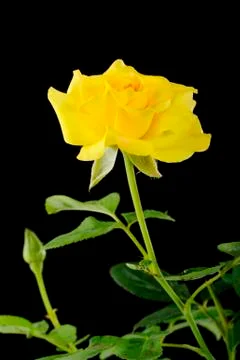 Yellow rose Stock Photos