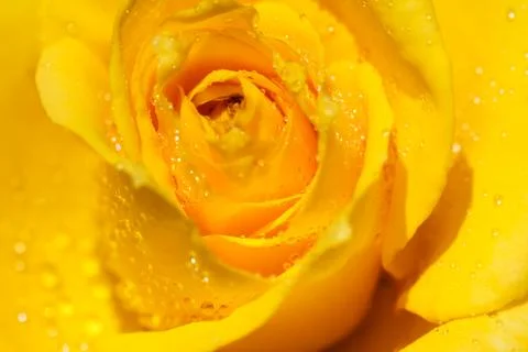 Yellow rose Stock Photos
