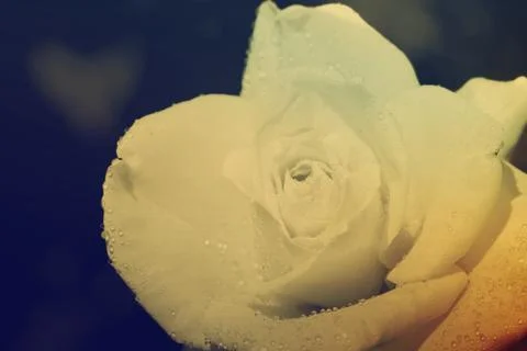 Yellow rose Stock Photos
