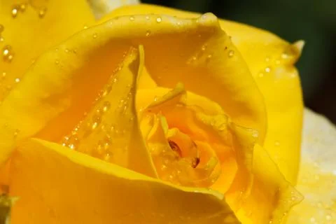 Yellow rose Photos