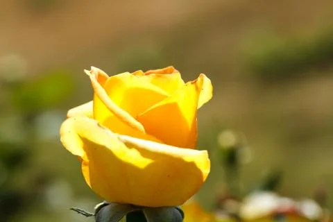 Yellow rose 写真素材